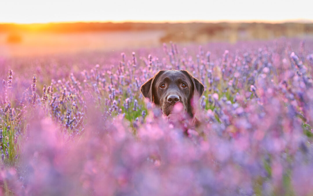 Understanding Pet Odor Control:  Tips and Techniques for a Fresh-Smelling Home