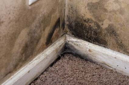 The Most Common Hiding Spots For Mold In Oakland, MD Homes