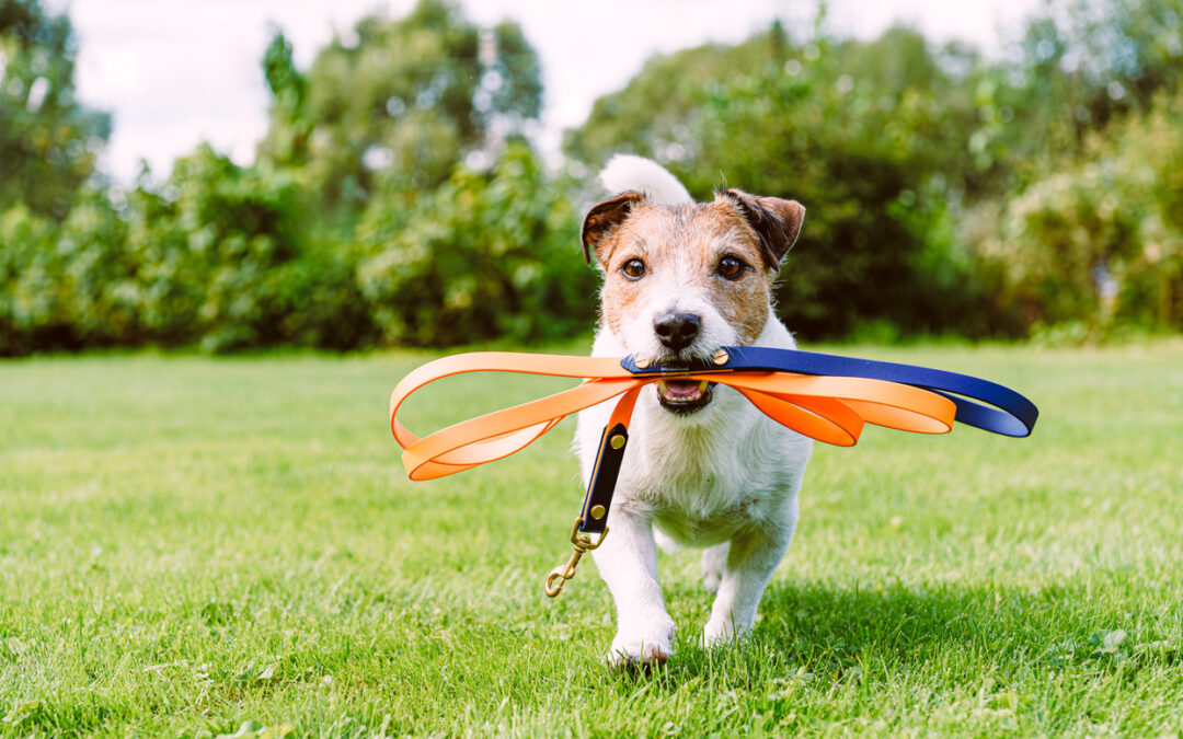 The Essential Guide to Pet-Friendly Cleaning: Keeping Your Home Fresh and Safe